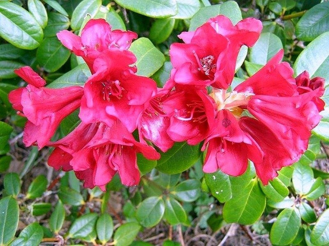 Azalia japońska Little Red Rhododendron obtusum C2