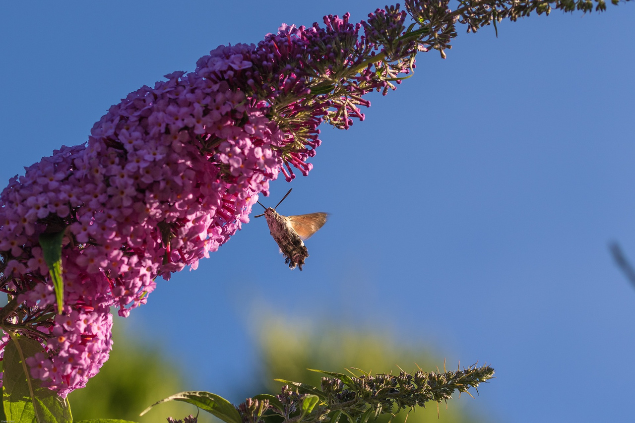 Budleja Davida Royal Red Buddleja davidii C2