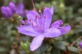 Różanecznik Blue Silver Rhododendron C1,5