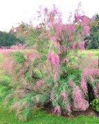 Tamaryszek pięciopręcikowy Pink Cascade Tamarix ramosissima C2