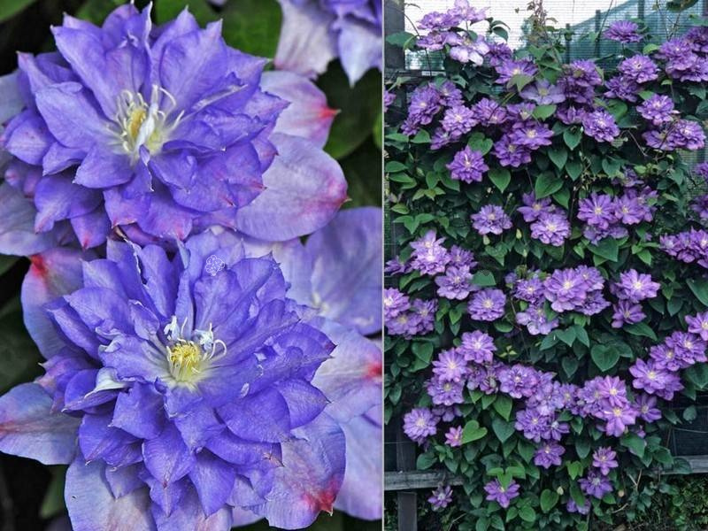 Powojnik Blue Explosion Clematis C2