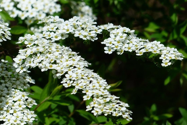 Tawuła szara Grefsheim Spiraea cinerea