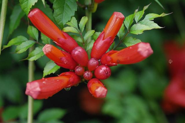 Milin amerykański Flamenco Campsis radicans C2