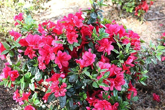 Azalia japońska Muttertag Rhododendron obtusum C2