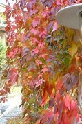 Winobluszcz pięciolistkowy Engelmannii Parthenocissus quinquefolia var.engelmannii C2
