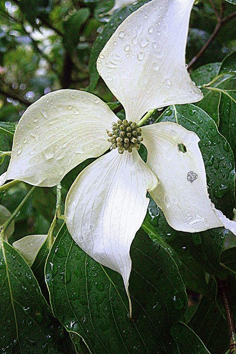 Dereń kousa Cornus kousa C3