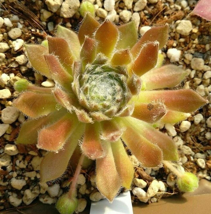 Rojnik Alladyn Sempervivum P9