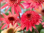Jeżówka Raspberry Truffle PBR Echinacea hybrida C2