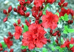 Azalia japońska Lola Rhododendron obtusum C2