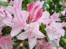 Azalia wielkokwiatowa Pink Mimosa Rhododendron mollis