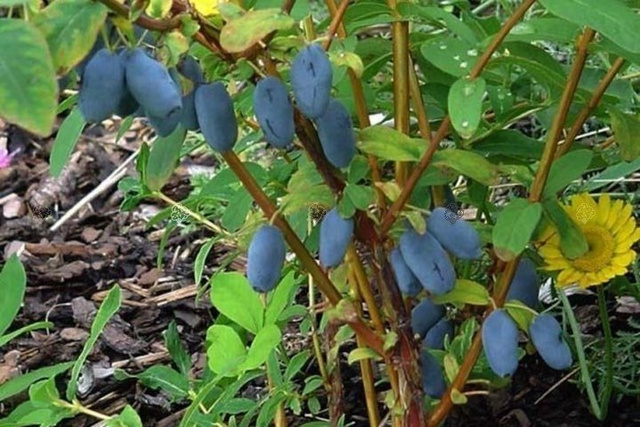Jagoda kamczacka Duet Lonicera caerulea var. kamtschatica C2