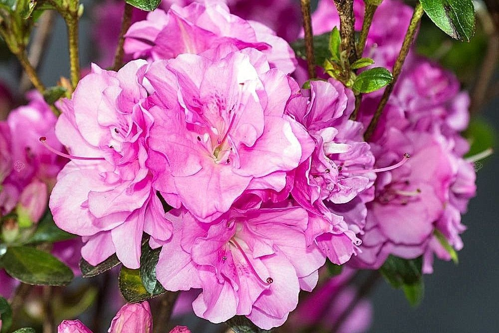 Azalia japońska Rosinetta PBR Rhododendron obtusum C2
