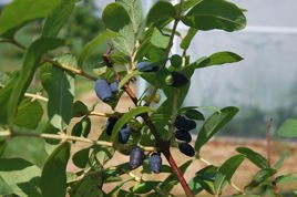 Jagoda kamczacka Zojka Lonicera caerulea var. kamtschatica P9