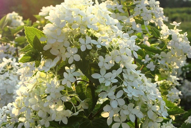 Hortensja bukietowa Bombshell PBR Hydrangea paniculata C5