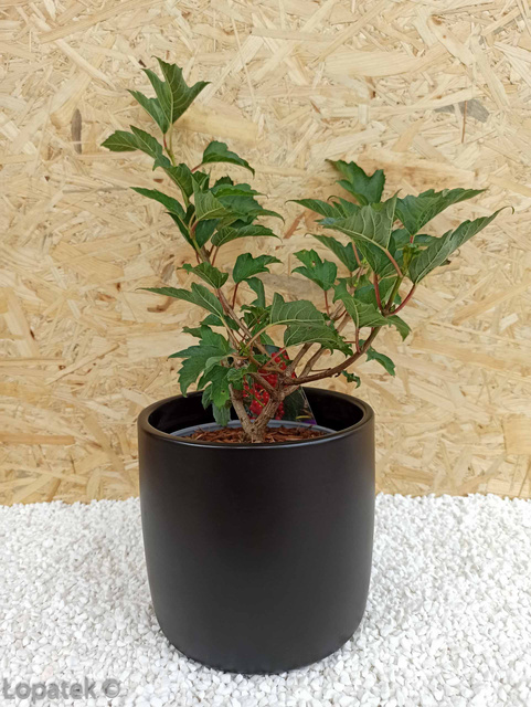 Kalina koralowa Compactum Viburnum opulus C2