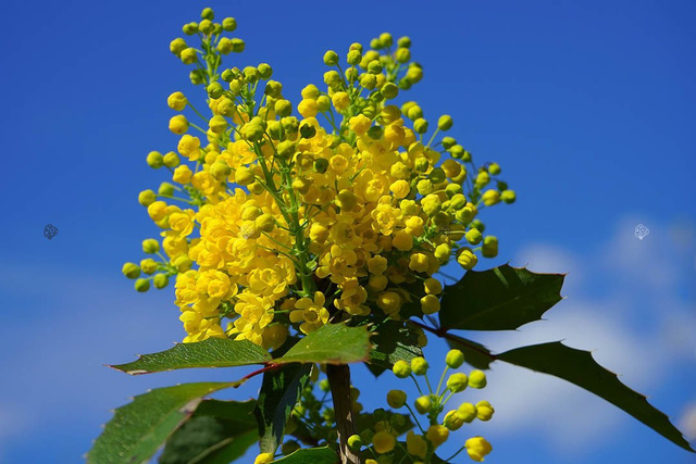 Mahonia pospolita Mahonia aquifolium C2