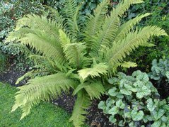 Paprotnik szczecinkozębny Herrenhausen Polystichum setiferum C3