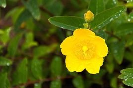 Dziurawiec skąpolistny Peter Dummer Hypericum dummeri P9