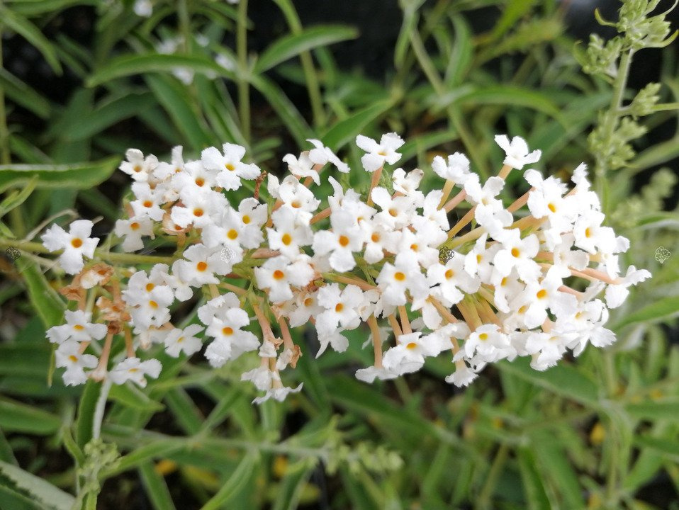 Budleja Davida Tricolor Buddleja davidii 3xP9