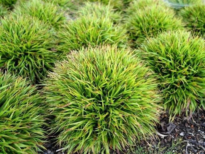 Kosmatka owłosiona Igel Luzula pilosa P9