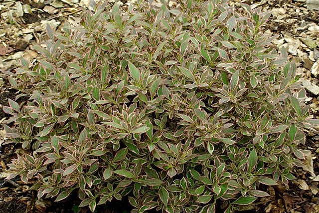 Krzewuszka cudowna Monet PBR Weigela florida C2