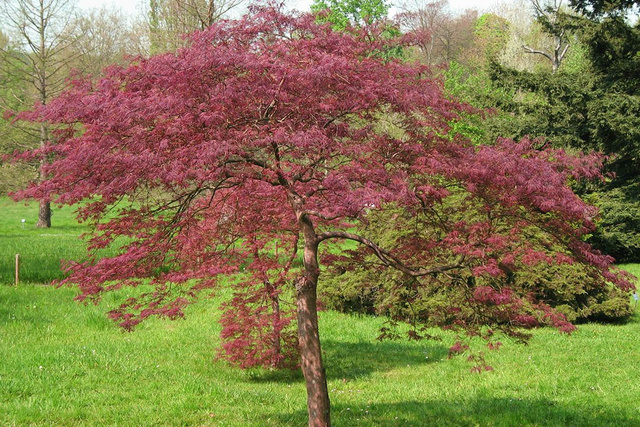 Klon palmowy Garnet Acer palmatum C5