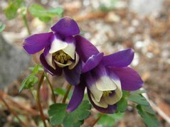 Orlik wachlarzowaty Jewel Deep Purple Aquilegia flabellata P9