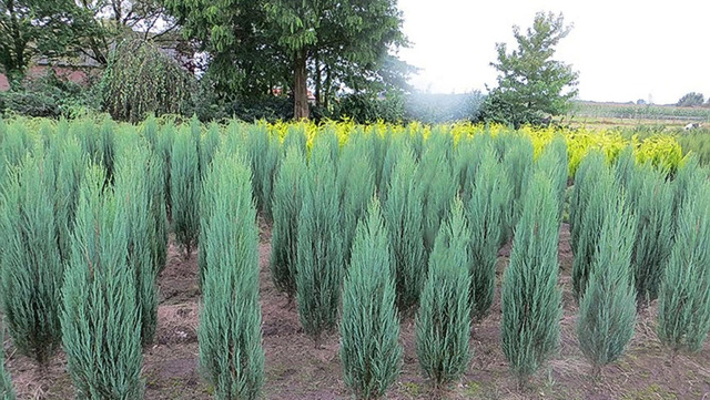 Jałowiec skalny Blue Arrow Juniperus scopulorum C2