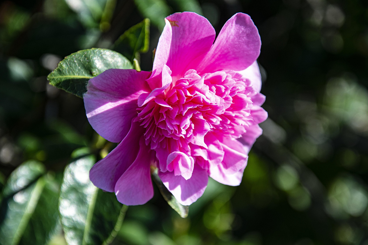 Kamelia Williamsa Debbie Camellia williamsii P9