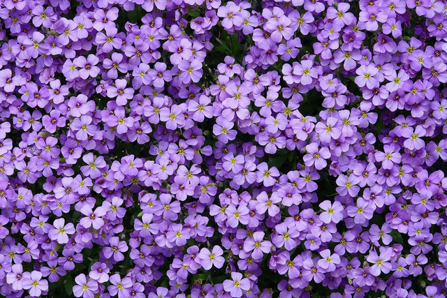 Żagwin ogrodowy Aubrieta cultorum P9