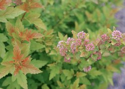 Pęcherznica kalinolistna Tiny Wine Gold PBR (kula) Physocarpus opulifolius C7,5
