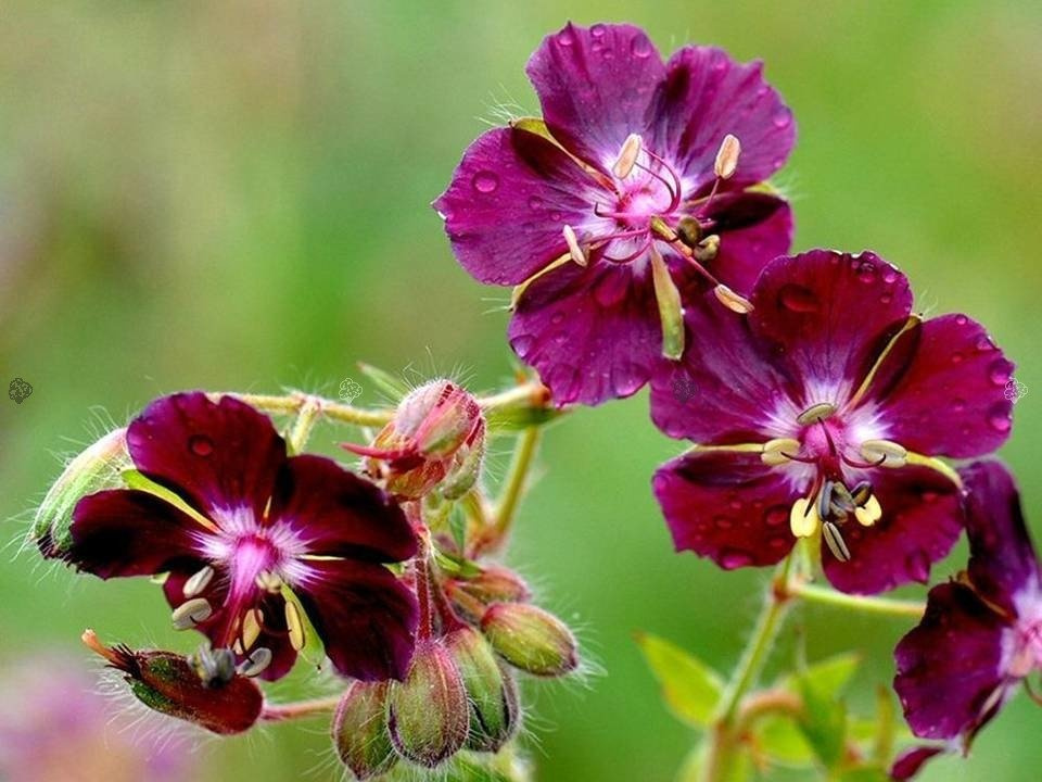Bodziszek żałobny Samobor Geranium phaeum P9