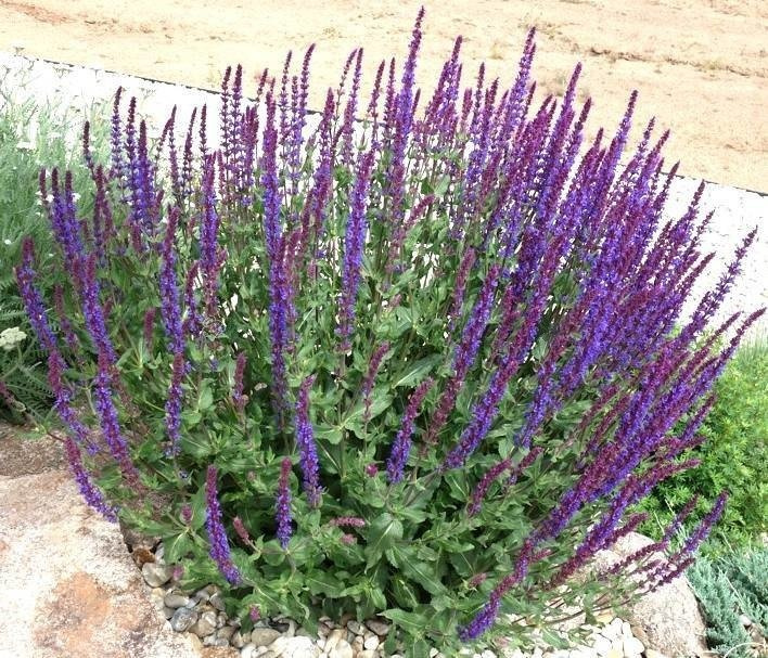 Szałwia omszona Ostfriesland Salvia nemorosa P9
