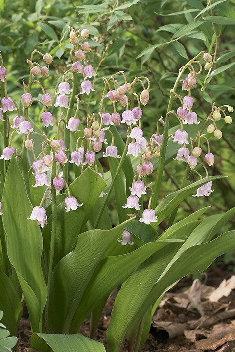Konwalia majowa Rosea Convallaria majalis P9
