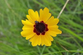 Nachyłek lancetowaty Steenbergii Coreopsis lanceolata P9