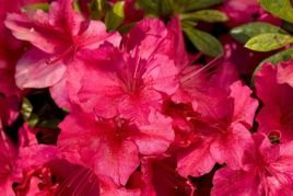 Azalia japońska George Arends Rhododendron obtusum C2