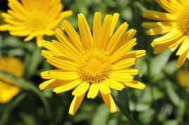 Kołotocznik wierzbolistny Buphthalmum salicifolium P9