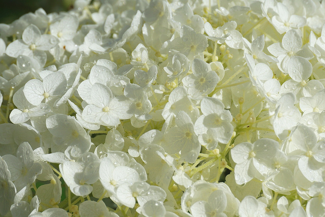 Hortensja drzewiasta Annabelle Hydrangea arborescens C3