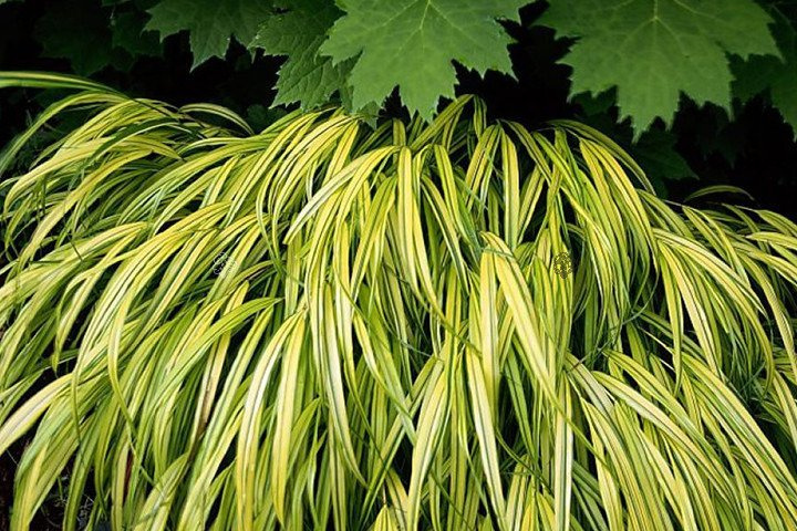 Trawa bambusowa Aureola Hakonechloa macra