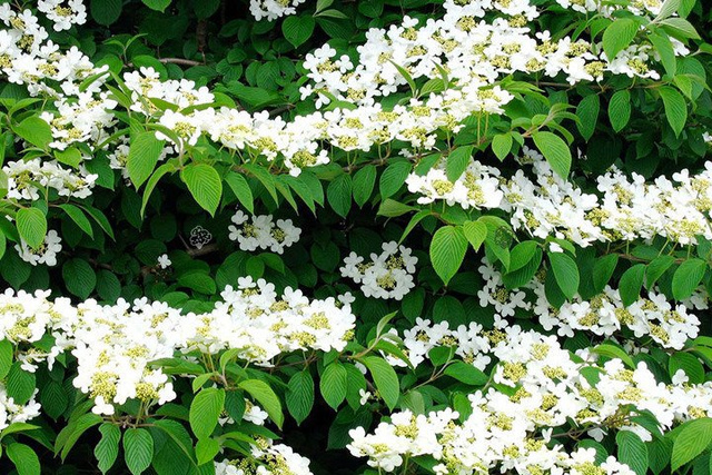 Kalina japońska Watanabe Viburnum plicatum