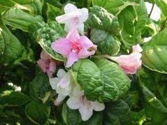 Krzewuszka cudowna Caricature Weigela florida C2