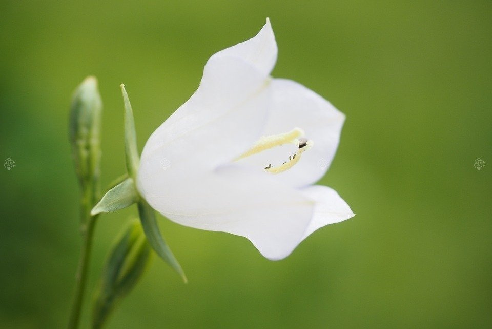 Dzwonek karpacki Weisse Clips Campanula carpatica P9