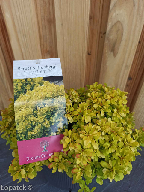 Berberys Thunberga Tiny Gold PBR Berberis thunbergii C2