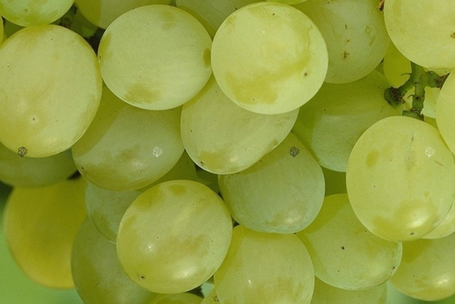 Winorośl Seyvel Vitis C2