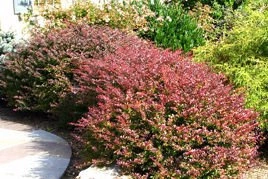 Berberys Thunberga Atropurpurea Berberis thunbergii P9