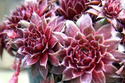 Rojnik Rubin Sempervivum P9