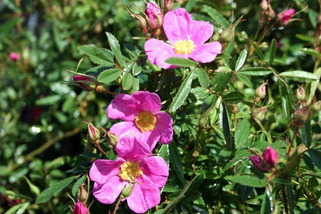 Róża błyszcząca Rosa nitida P9