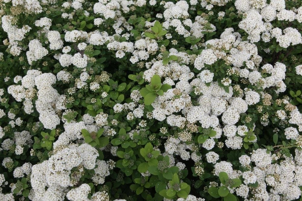 Tawuła brzozolistna Island Spiraea betulifolia P9