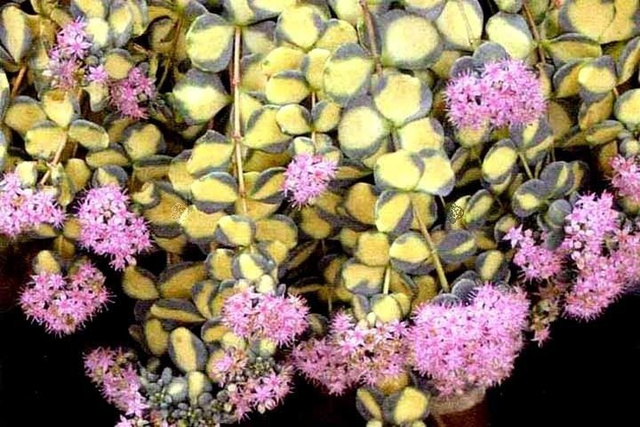 Rozchodnik Siebolda Variegatum Sedum sieboldii P9