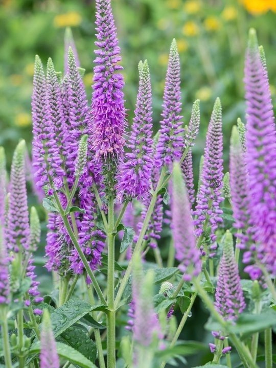 Przetacznik kłosowy First Match Veronica spicata C2